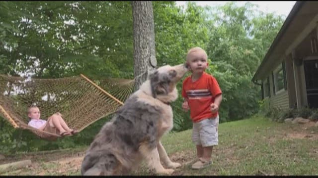 Dog attacks copperhead snake slithering near its toddler