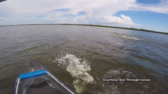 Canoeist captures dolphin tossing mullet toward boat