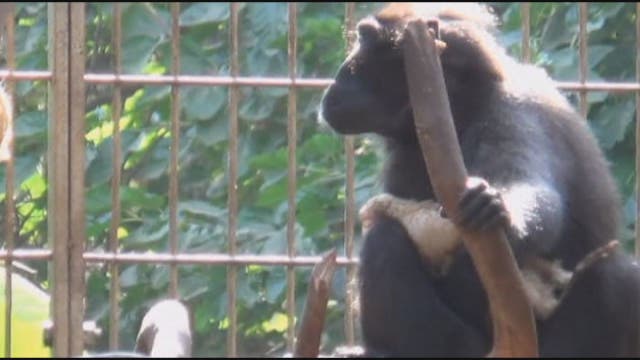 Monkey adopts baby chicken at Israel Safari Zoo