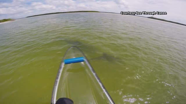 Playful dolphin baby flips tail at canoeist