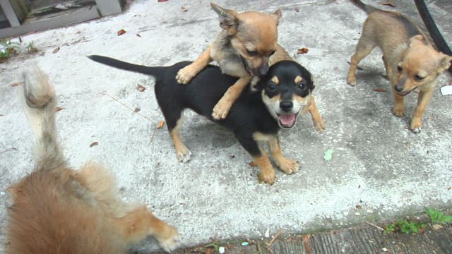 Stolen dogs found through Craigslist ad