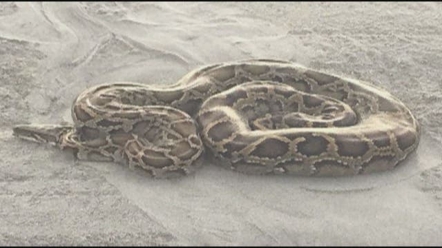 Python startles South Florida beachgoer