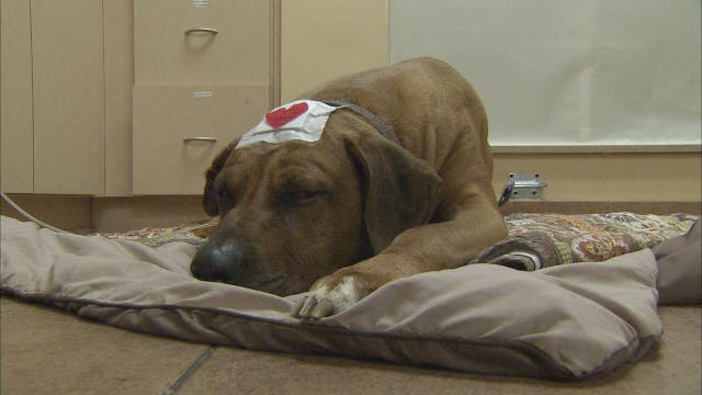 Dog 'extraordinarily lucky' after being shot during break-in