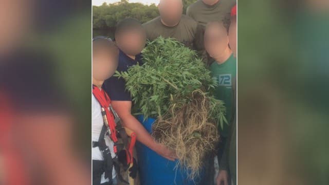 Pot plants discovered growing near Courtney Campbell Causeway