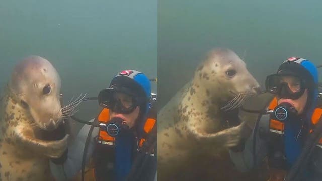 Scuba diver shares special bond with grey seals