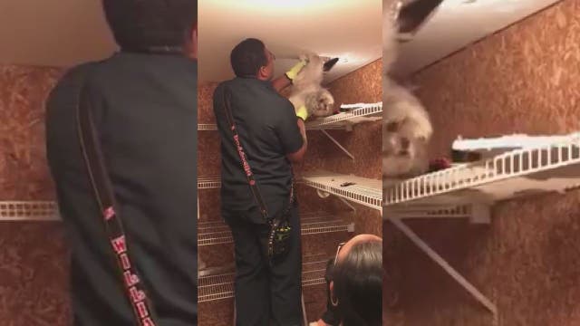 Fairfax County firefighters rescue pup stuck in ceiling