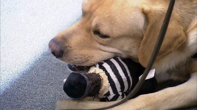 Roy Halladay's furry, four-legged legacy