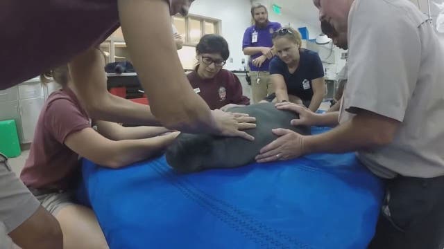 Baby manatee named Emoji at Lowry Park Zoo