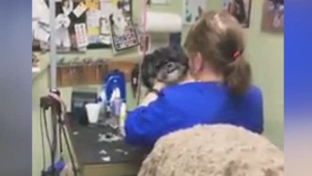 Dog groomer under fire after video of alleged abuse