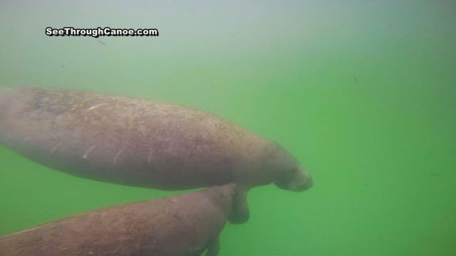 Nursing manatee calf and mom winter in Weeki Wachee