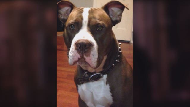 Dog killed in police-involved shooting at Northeast DC home
