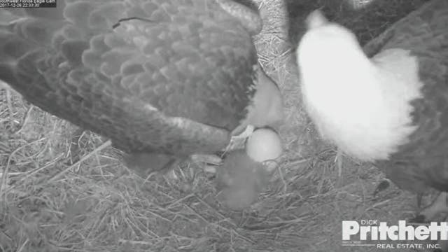 Harriet shields hatching eaglet from camera's view