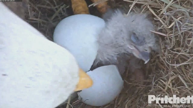 EAGLE CAM: Harriet and M15's first eaglet hatches