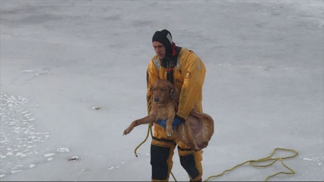 Dog rescued from frozen Michigan lake
