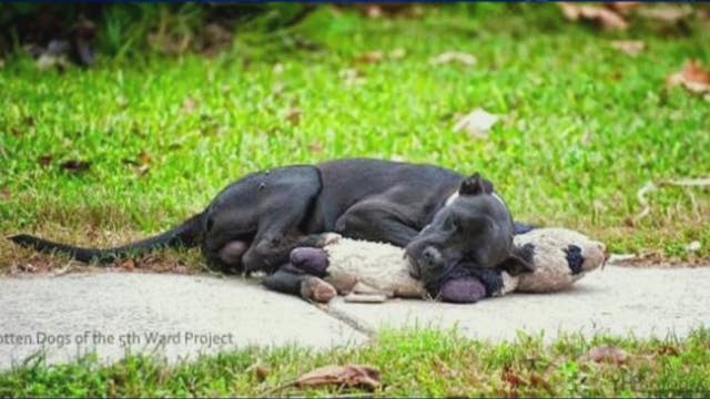 Stray dog hugging teddy bear photo goes viral