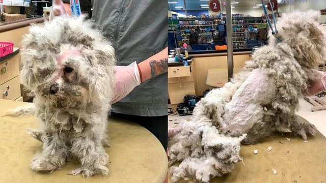 Neglected puppy found abandoned in Fort Worth apartment