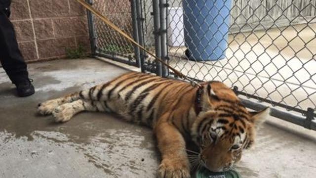 Police looking for owner of tiger found wandering in Conroe