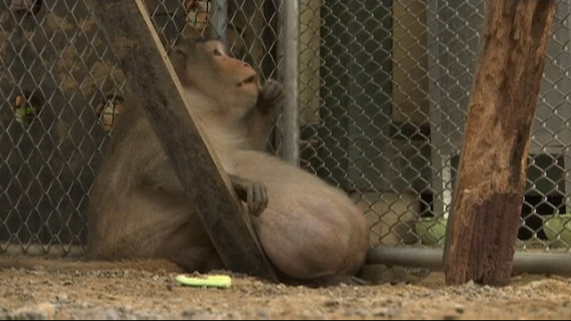 Uncle Fat the monkey is going on a diet