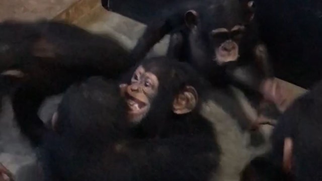 Feeling the love: Rescued chimpanzees welcome new orphaned friend with hugs
