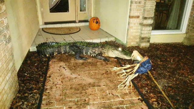 Large alligator knocks on Tampa family's door