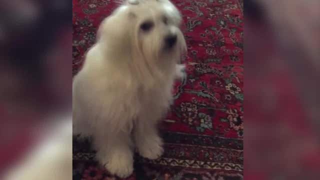 ADORABLE: Pup tells owner he wants a 'yum yum'