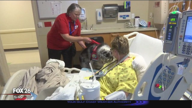 Tender loving K9s in Katy