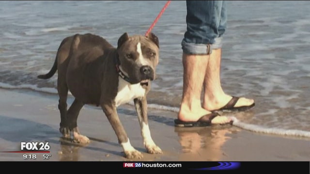 Terminally ill dog gets to live out his bucket list