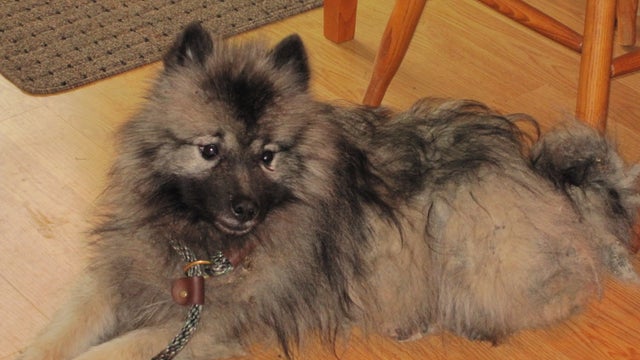 Puppy survived 6 months living in woods near Eagan, Minn.