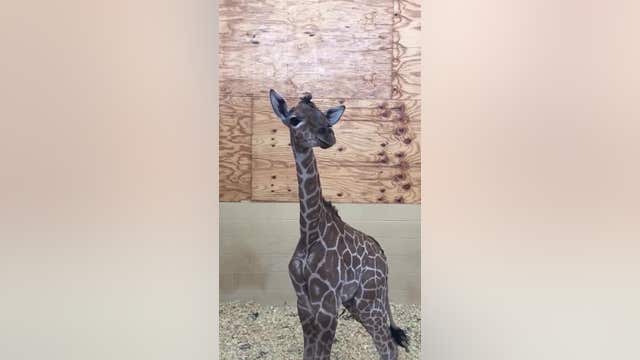 Texas zoo captures rare footage of giraffe calf's vocalization