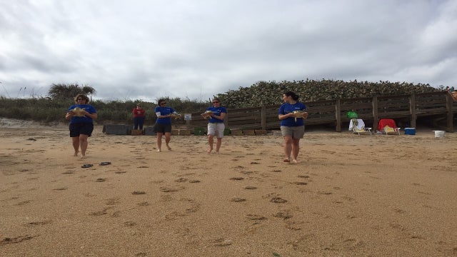 14 rescued sea turtles released at Canaveral National Seashore