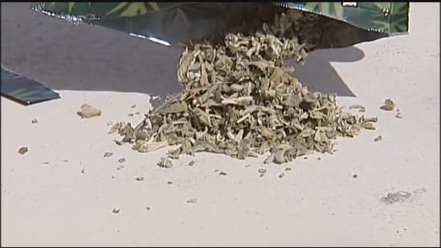 The Isiah Factor - Kush in Harris County