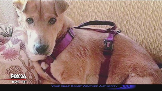 Three-legged rescued dog finds forever home but is now missing in Sugar Land