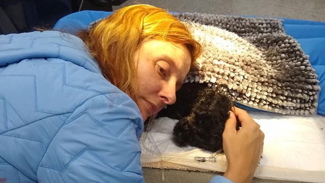 'Hero' dog dies after distracting bear at family home