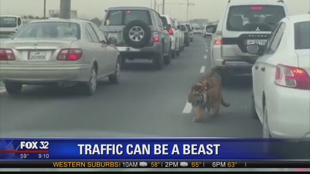 WATCH: Tiger breaks loose into traffic in Qatar