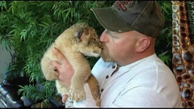 Animal park needs help naming tiny tiger cubs