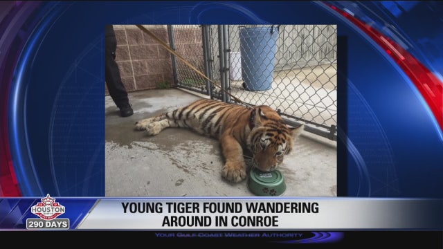 Tiger captured in Conroe sent to sanctuary after theft try