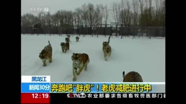 WATCH: Drone becomes high-tech 'cat toy' for tigers