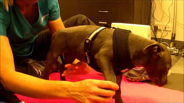 Tiny puppy takes steps with therapist's help