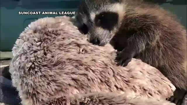 WATCH: Tiny raccoon being bottle-fed by rescuers