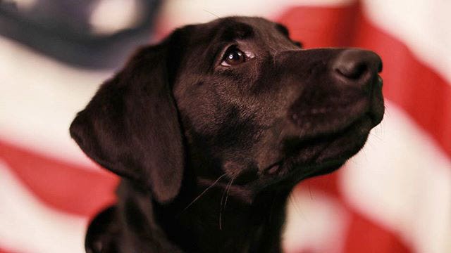 FOX 7 and Patriot Paws join forces to help disabled veteran