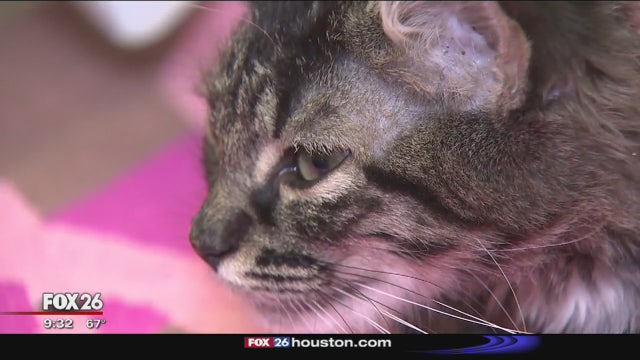 Veterinarian reunites with cat he calls worst case of animal abuse he's ever seen