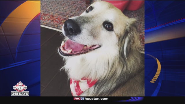 Tragedy for local family prompts new Texas law requiring police training for canine encounters
