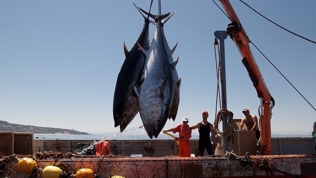 Tuna over-fished across the globe at unprecedented rates — scientists say it's unsustainable