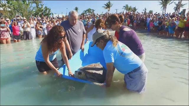 Rescued sea turtle released back into ocean