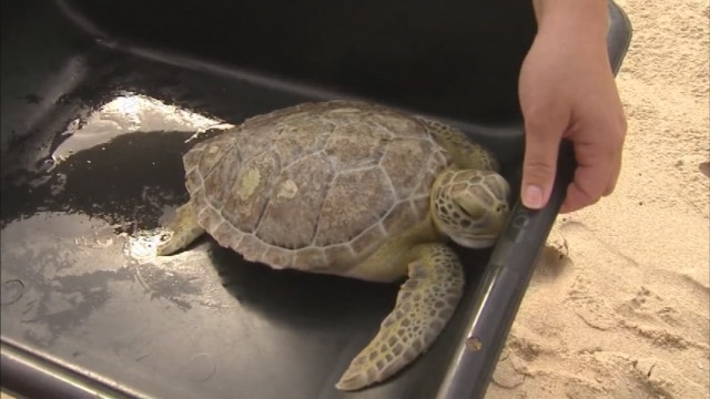 Sea turtles released back into the ocean at Melbourne Beach