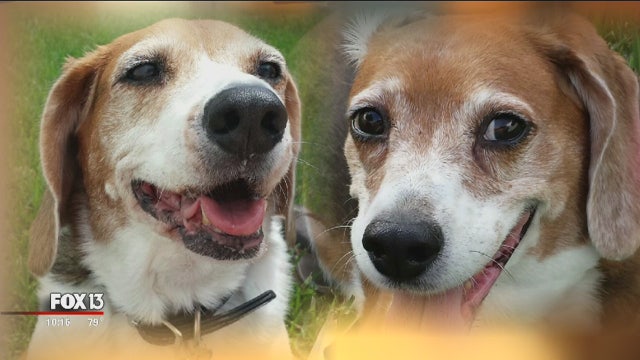 Two dogs die of heatstroke at kennel