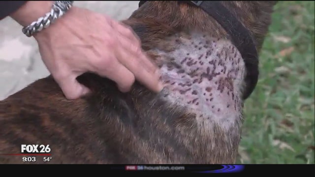 Two dogs shot in southwest Houston neighborhood in as many days