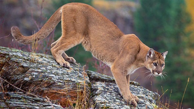Runner kills mountain lion that attacked him in Colorado