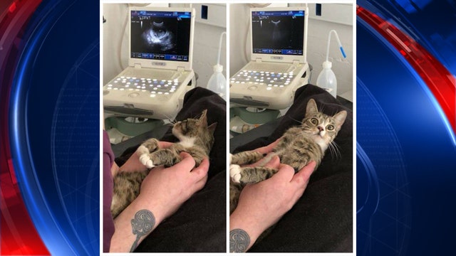 Cat has purr-fect reaction to finding out she's pregnant