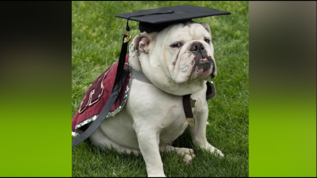 Beloved University of Redlands mascot graduates following cancer diagnosis